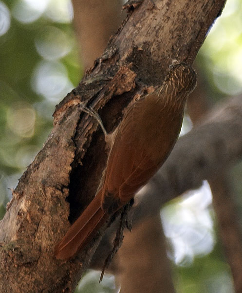 [Streak-headed Woodcreeper]