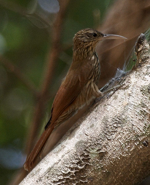 [Streak-headed Woodcreeper]