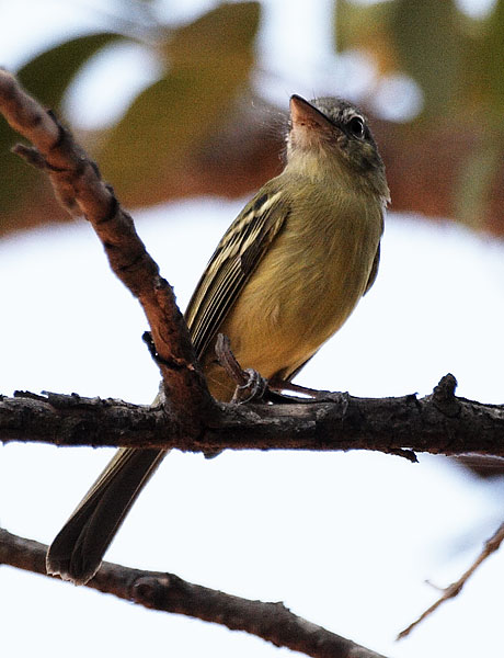 [Yellow-olive Flatbill]