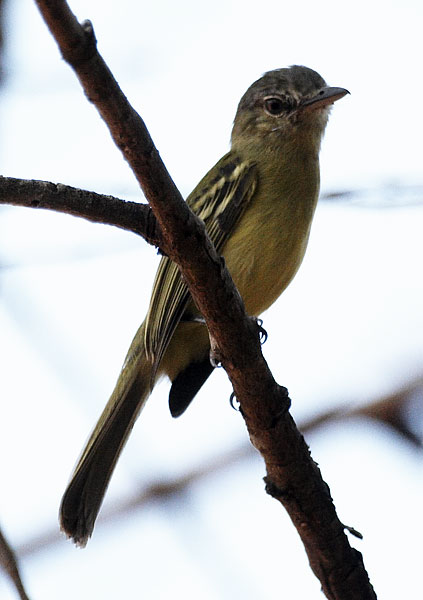 [Yellow-olive Flatbill]