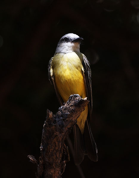 [Tropical Kingbird]