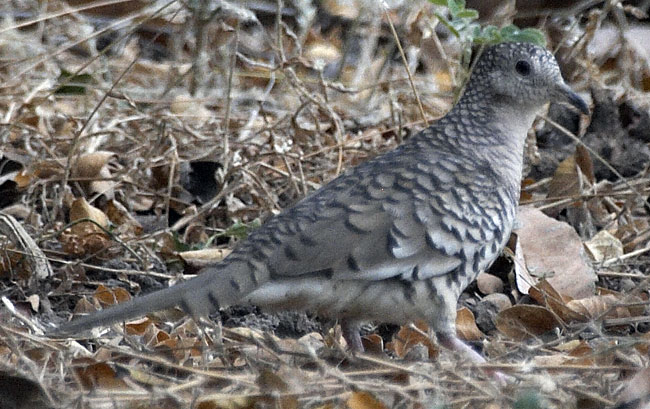 [Scaled Dove]