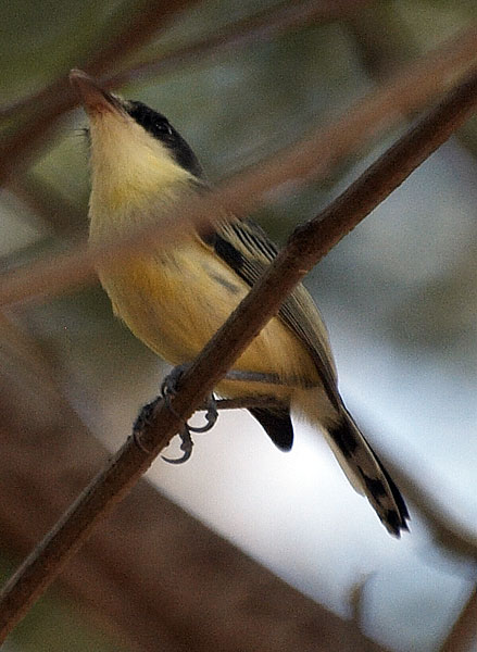 [Common Tody-Flycatcher]