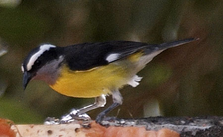 [Bananaquit]