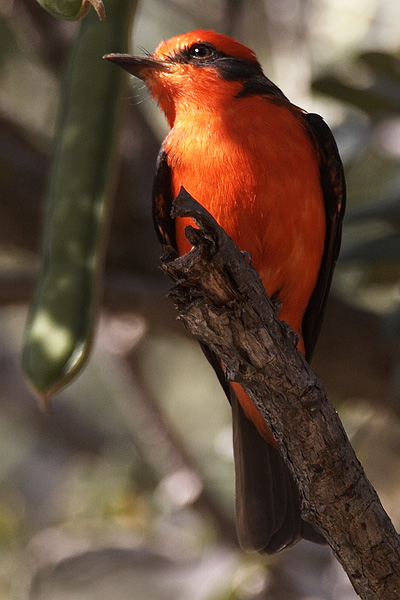 [Vermilion Flycatcher]