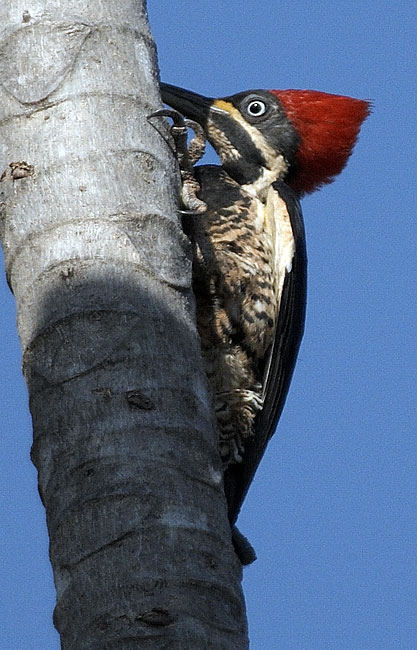 [Lineated Woodpecker]