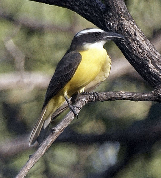 [Boat-billed Flycatcher]