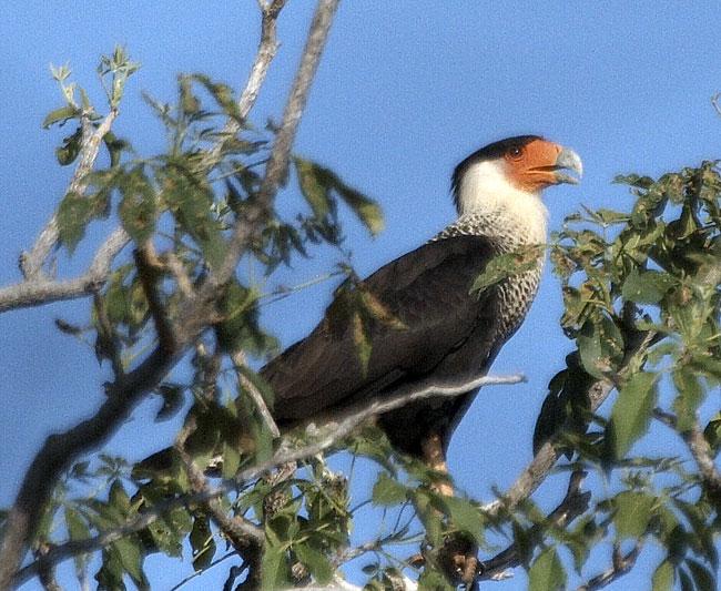 [Crested Caracara]