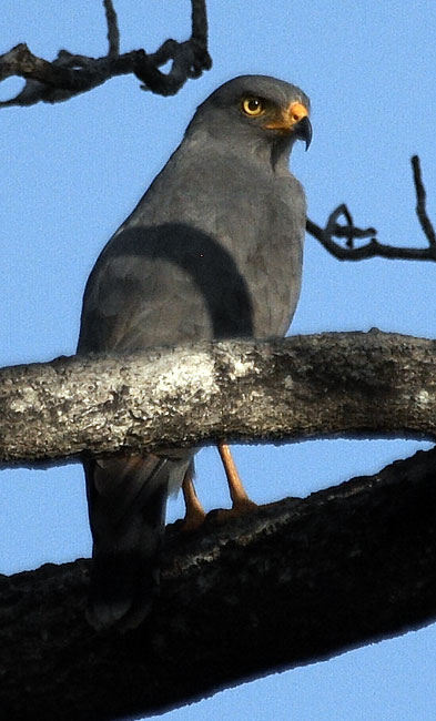 [Roadside Hawk]