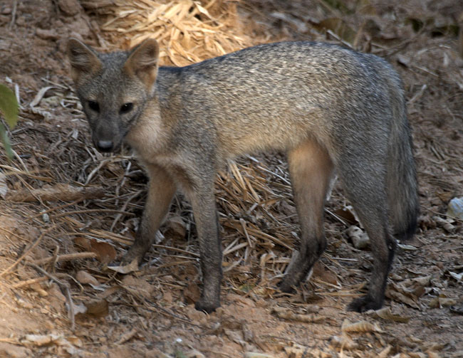 [Crab-eating Fox]