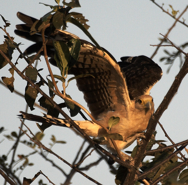 [Yellow-headed Caracara]