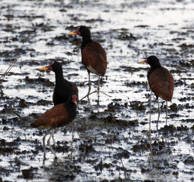 [Wattled Jacanas]