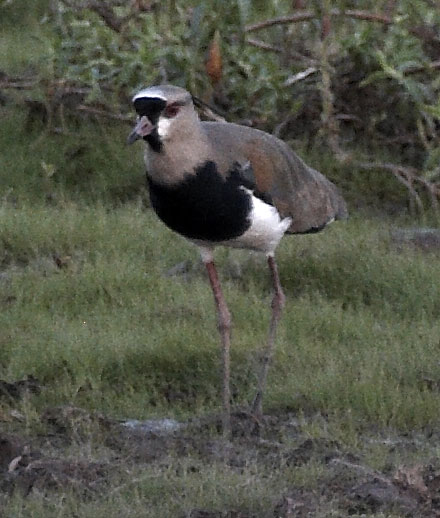 [Southern Lapwing]