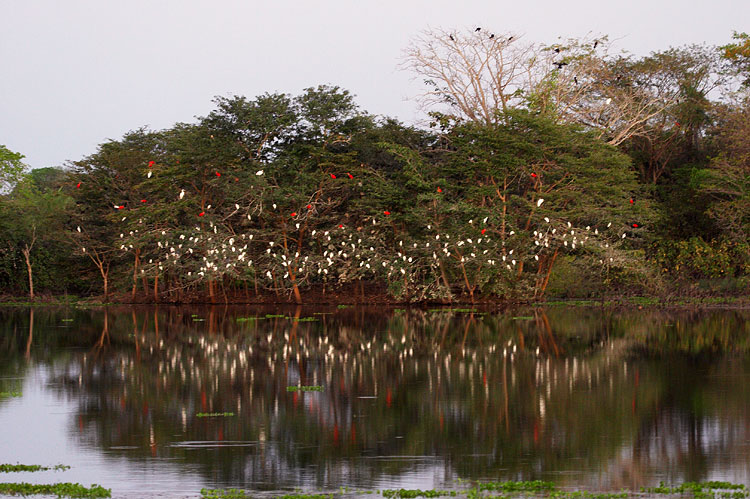 [Ibis and Egret Roost]
