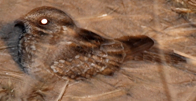 [Spot-tailed Nightjar]