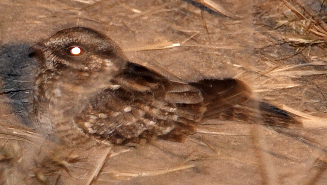 [Spot-tailed Nightjar]