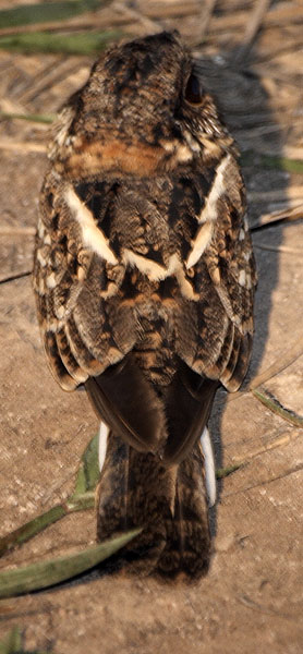 [White-tailed Nightjar]