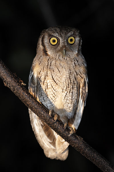 [Tropical Screech-Owl]