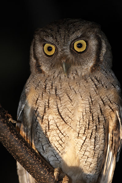 [Tropical Screech-Owl]