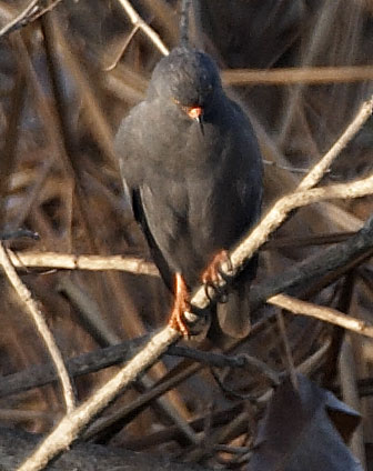 [Slender-billed Kite]