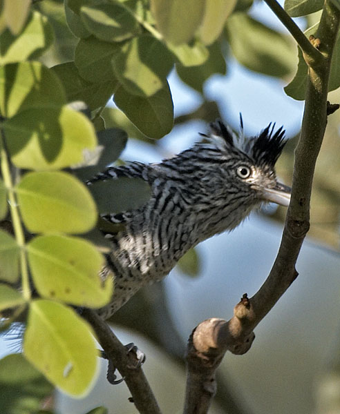 [Barred Antshrike]