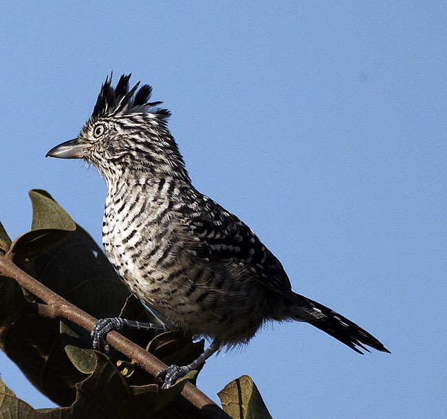 [Barred Antshrike]