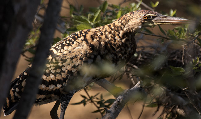 [Rufescent Tiger-Heron]