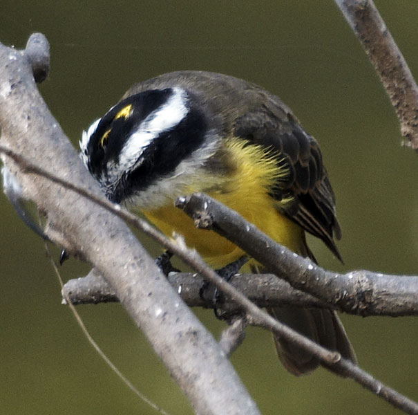 [Lesser Kiskadee]