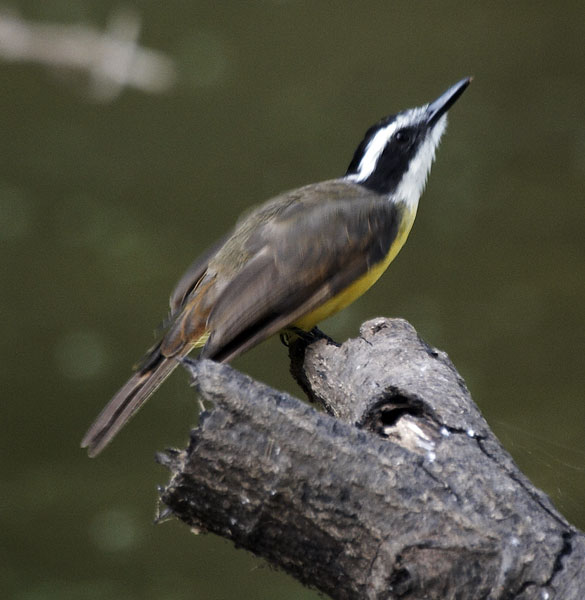 [Lesser Kiskadee]