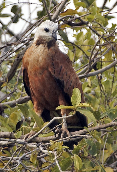 [Black-collared Hawk]