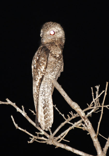 [Great Potoo]