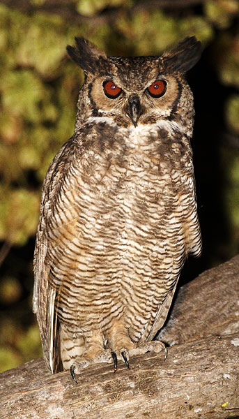 [Great Horned Owl]