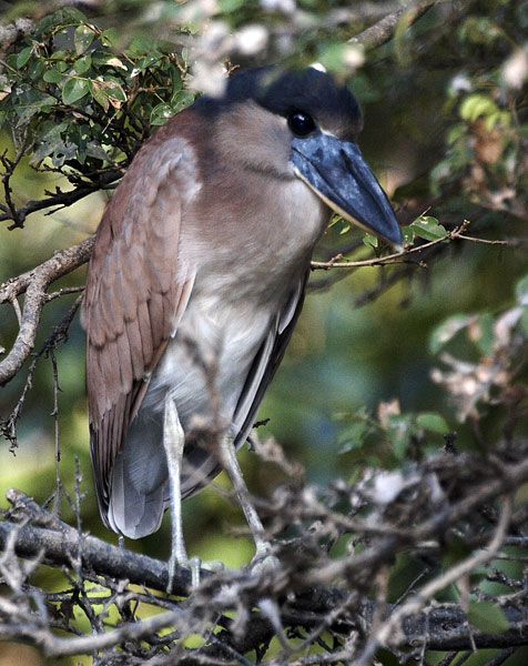 [Boat-billed Heron]