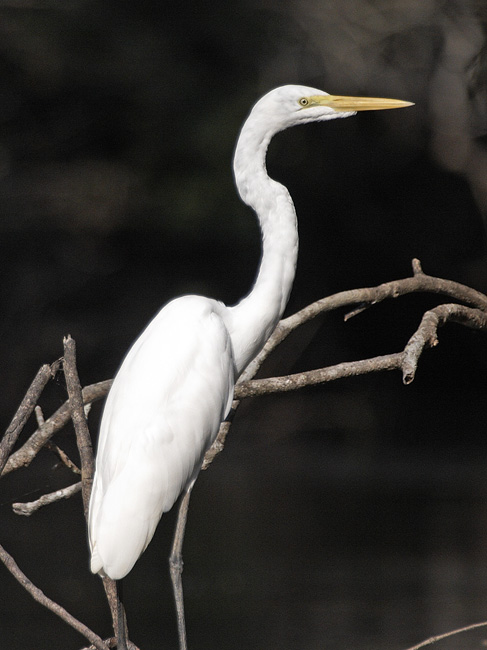 [Great Egret]