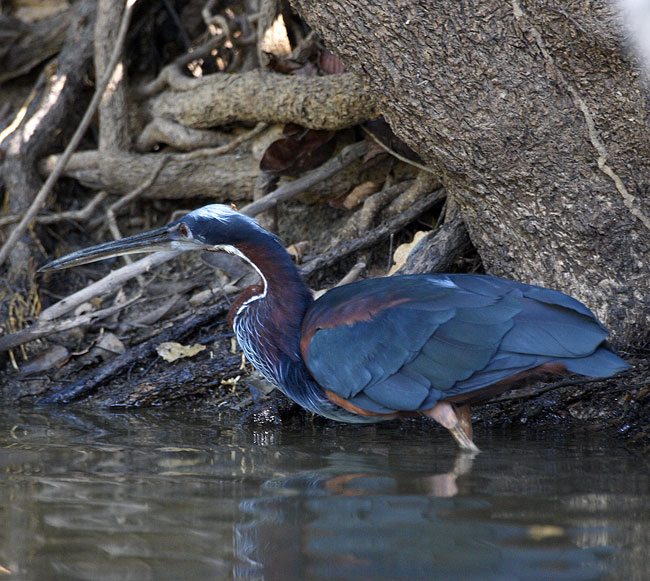 [Agami Heron]