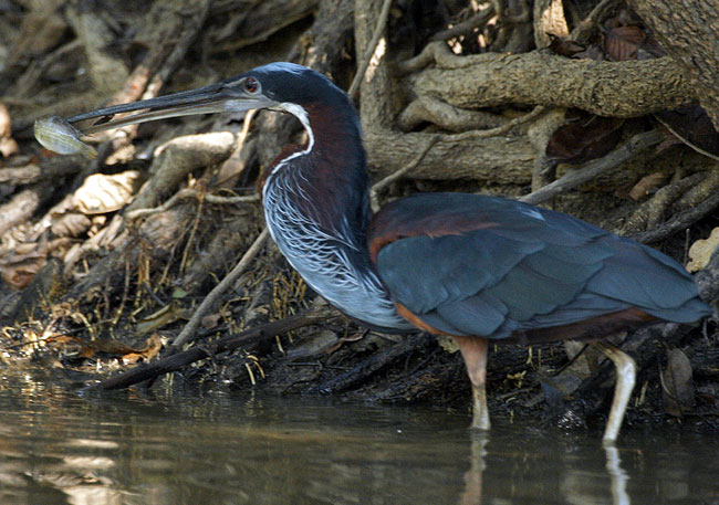 [Agami Heron]