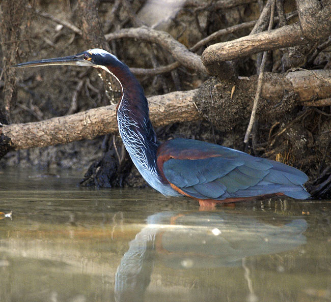 [Agami Heron]