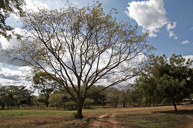 [Hato Piñero Ranch]