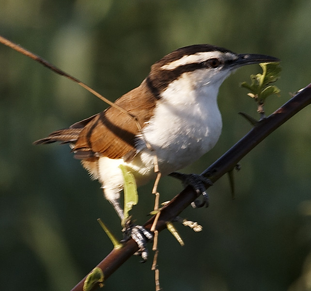 [Bicolored Wren]