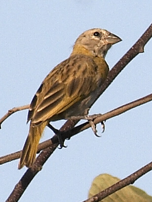 [Saffron Finch]