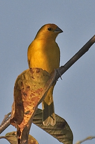 [Saffron Finch]