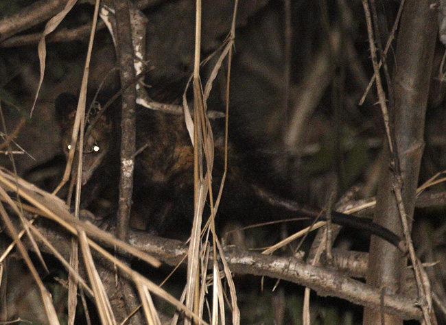 [Common Opossum]