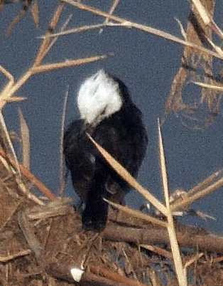 [White-headed Marsh-Tyrant]