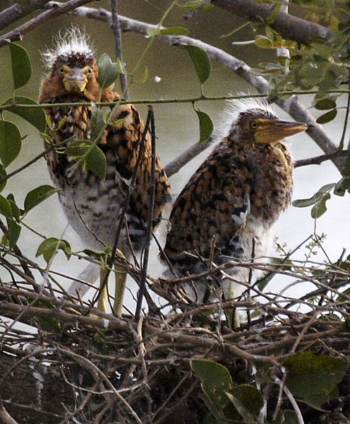 [Rufescent Tiger-Heron]