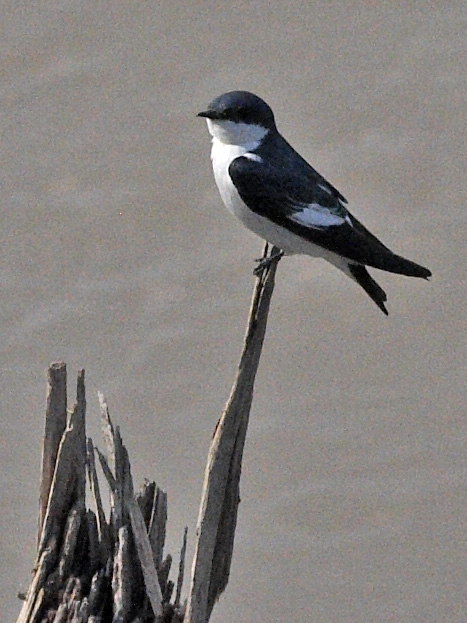 [White-winged Swallow]