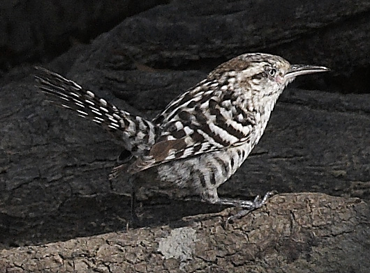 [Stripe-backed Wren]