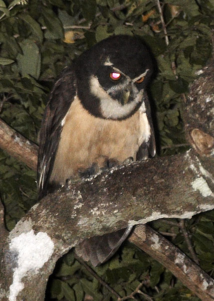 [Spectacled Owl]