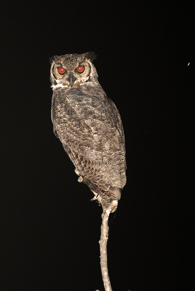 [Great Horned Owl]