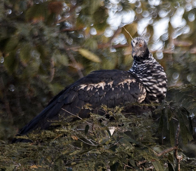 [Horned Screamer]