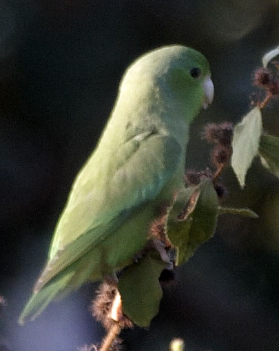 [Green-rumped Parrotlet]